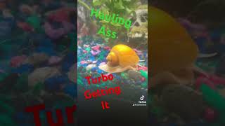 Turbo snail 😂 aquarium snail turbo [upl. by Yromas]