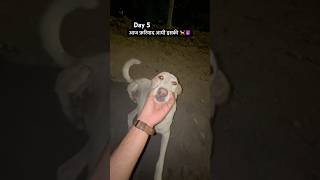 Day 5 आपका कुत्ता हम पे भोक्ता है फरियाद की आंटी ने 🐕😤 dog doglovers dogshorts ytshort shorts [upl. by Nonnah]