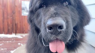 A giant dog with a giant heart  Newfoundland Dog [upl. by Ahsiet251]