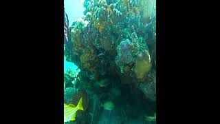 Diving down to Coralhead coralreef coralhead lionfish underwater skindiving [upl. by Arraic]