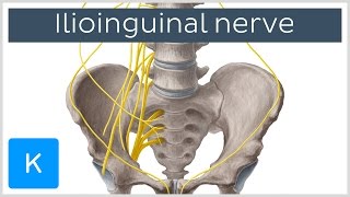 Ilioinguinal Nerve  Course amp Innervation  Human Anatomy  Kenhub [upl. by Pedaiah]