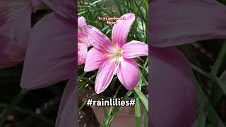 Rainflowergarden flowers nature flower [upl. by Groot]