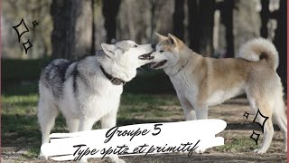 🐺 Groupe 5  Spitz et primitifs  RACE [upl. by Laenahtan7]