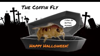 The Coffin Fly An Informative Video About This Macabre Insect [upl. by Maise]