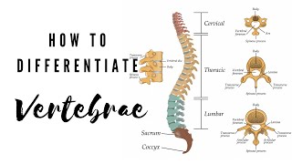 How to differentiate Vertebrae  Viva Voce of Anatomy [upl. by Crockett]