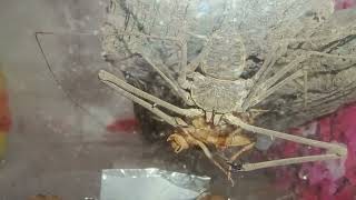 Amblypygi Tailless whip scorpion eating [upl. by Stav]