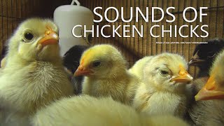 Chicks Sounds  Little Chicken Sounds  4 Hours and 30 Minutes [upl. by Eula]