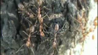 Wild Oecophylla smaragdina Weaver Ants in Philippines Asia [upl. by Alejandra]