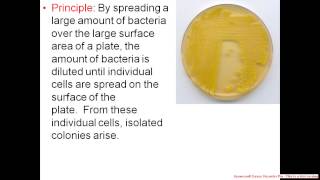 Contamination Results of Sources of Contamination Bacterial colony morphology [upl. by Malin4]