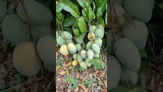 mango trees that bear very many and large fruits shorts [upl. by Bathsheba]