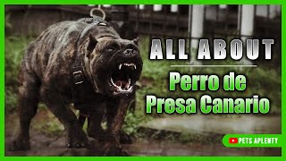 This Is What You Need to Know About the Perro de Presa Canario [upl. by Humphrey547]