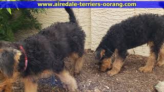 Airedale Terrier puppies 10 weeks old [upl. by Redmer]