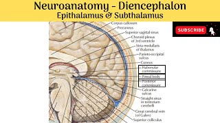 Epithalamus amp Subthalamus  Components  Pineal Gland  Structures  Functions [upl. by Festatus]