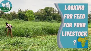 How Semanhyia Grass Does in Drought Season [upl. by Essilec]