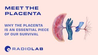 Meet the Placenta  Radiolab Podcast [upl. by Tinor]