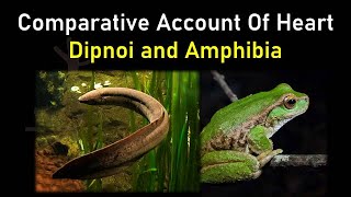 Comparative Account Of Heart Involving Dipnoi and Amphibia [upl. by Labinnah]