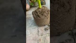 Elephant plant😻shortvideo garden ideaingarden gardening newplant newventure shortvideo yt [upl. by Flinn]