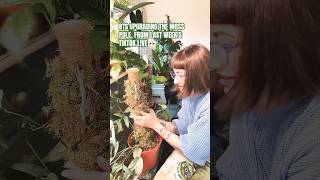 USING SPHAGNUM MOSS TO UPGRADE A COIR MOSS POLE 🪴👀 houseplants plantcare [upl. by Ariak448]