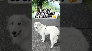 Why are Great Pyrenees so stubborn 🙄 greatpyrenees dog shorts [upl. by Rexanne]