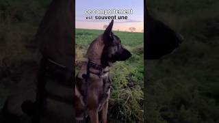 Malinois belgian Comment gérer le comportement dominantMalinois belgian [upl. by Topliffe]