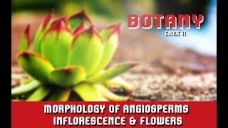 Morphology Of Angiosperms  Inflorescence amp Flowers  Introduction  Parts  Overview  Section 4 [upl. by Nayrda]