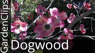 Flowering Dogwood  Cornus florida  How to grow Dogwood Tree [upl. by Eugene606]