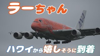 【4K】成田空港 ひこうきの丘 全日空 超巨大旅客機 フライング・ホヌ ラーちゃん ハワイから嬉しそうに到着 [upl. by Dorolice]