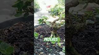 progres bonsai sancang variegata bonsai bonsaitree shorts [upl. by Rickert881]