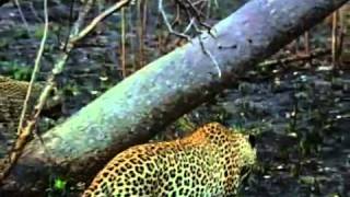 STALKING LEOPARDS 20002001 5of 5 [upl. by Adaran]