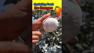 Squishing Fresh Oranges 🍊🔥orange fruits ytshorts shorts trees nature [upl. by Pulchia363]