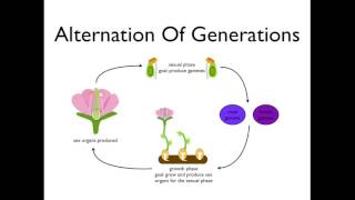 Alternation of Generations angiosperms [upl. by Lon80]