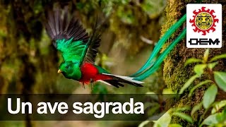 El Quetzal un ave exótica y sagrada [upl. by Ococ220]