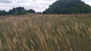 Robin Du Domaine Saint Hubert Wirehaired Vizsla field work [upl. by Aiam648]