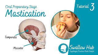 Understanding Mastication During Normal Swallowing Swallow Hub Dysphagia Tutorial 3 [upl. by Emelda]