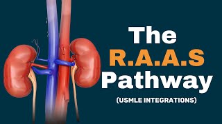 Renin Angiotensin Aldosterone pathway  RAAS Pathway  USMLE Integrations [upl. by Leoy67]