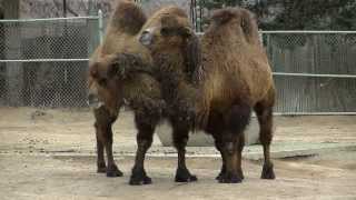 Bactrian Camels [upl. by Christalle]