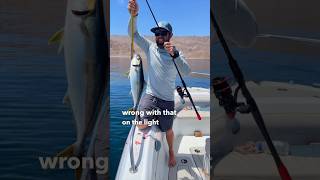 Catching Yellowtail In Mexico [upl. by Cristiona]