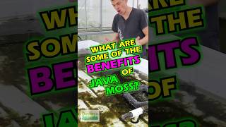 What Are Some Of The Benefits Of JAVA MOSS Part 1 [upl. by Dar]