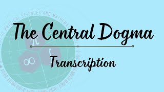 Central Dogma Part 1 Transcription [upl. by Enalahs]