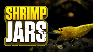 3 Month Walstad Method Shrimp Jar Update 1 Gallon Shrimp Tank For Yellow Cherry ShrimpNeocaridina [upl. by Adolfo]