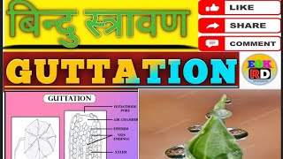 Guttation बिन्दु स्त्रावण Plant physiology topic [upl. by Alansen]