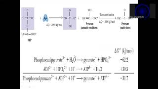 Substrate Level Phosphorylation [upl. by Atteynad432]