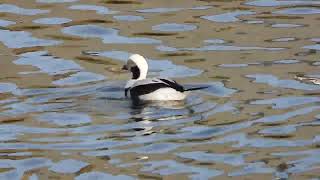 Longtailed Duck Clangula hyemalis up close and personal Burghead harbour [upl. by Ephram798]