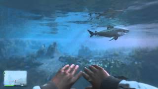 GTA 5 Eaten by a shark first person [upl. by Ak]