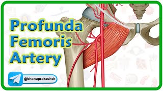 Profunda Femoris Artery Anatomy Animation  USMLE Step 1 Review [upl. by Ajin]