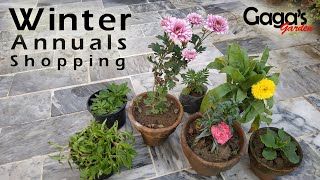 Winter Annuals Shopping  Seasonal Plants  Calendula  Primula  Carnation  Marigold  Petunia [upl. by Daegal]