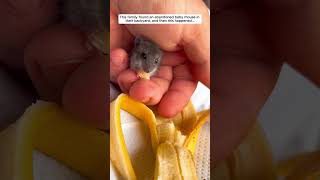 This family found an abandoned baby mouse in their backyard and then mouse babymouse short [upl. by Aranahs244]