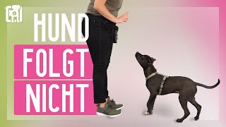 Hund folgt nicht  Ursachen und so reagierst du richtig [upl. by Aled]