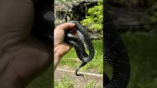 Finding kingsnakes in BEAUTIFUL green grass 💚 herping reptiles rattlesnake nature fyp [upl. by Nnayllas]