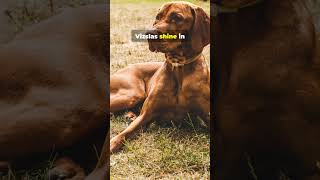 Uncover the Secrets of the Vizsla Hungarys Beloved Hunter animalhistory puppy dog cutedog [upl. by Cinda294]